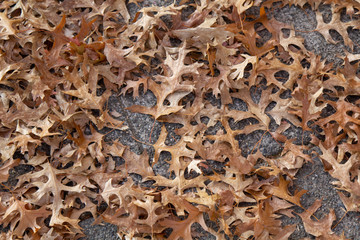 tan brown fall foilage leaves on ground like a pattern good for background