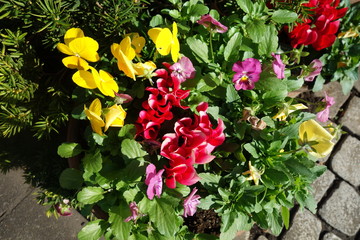 日の光に照らされたカラフルなパンジー