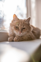 cat on the windowsill looks out the window