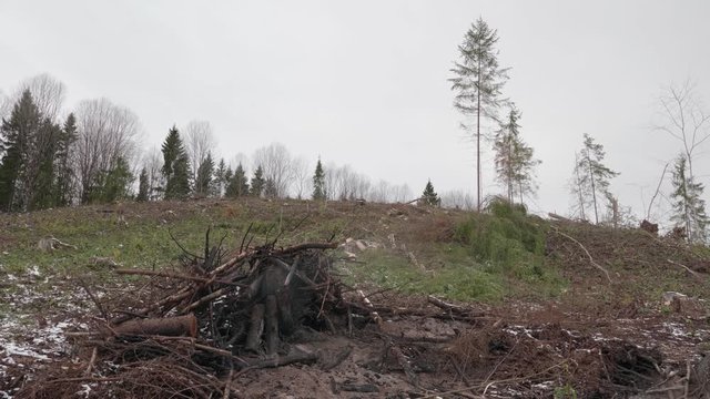 View of felled forest. Forest glade after felling of trees 