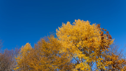 Bright yellow autumn tree on a blue sky background