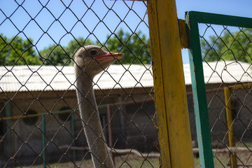 head of an ostrich in a cage