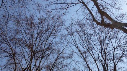 view of tree branches without leaves against the sky