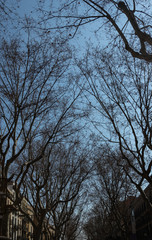 Fototapeta premium view of the silhouette of bare tree branches on the background of blue sky