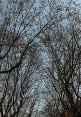 view of the silhouette of bare tree branches on the background of  blue sky
