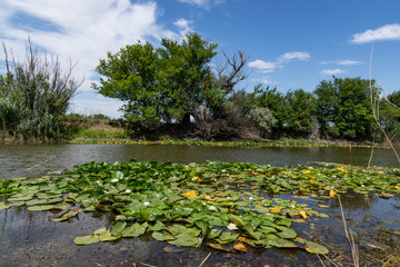 Blooming lotuses in the river. Trees bent over the water. Large white flowers with large leaves...