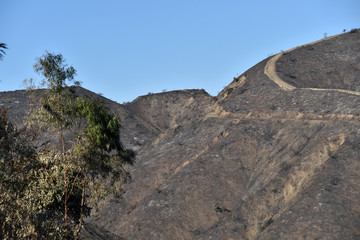 Hillside after a wildfire