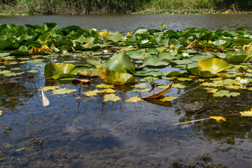 Blooming lotuses in the river. Trees bent over the water. Large white flowers with large leaves...
