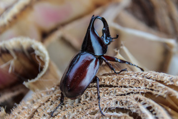 beetle