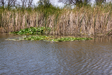 Blooming lotuses in the river. Trees bent over the water. Large white flowers with large leaves growing in a pond.