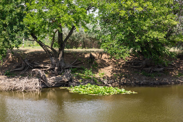 Blooming lotuses in the river. Trees bent over the water. Large white flowers with large leaves growing in a pond.