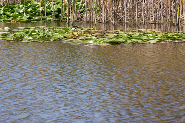 Blooming lotuses in the river. Trees bent over the water. Large white flowers with large leaves growing in a pond.