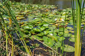 Blooming lotuses in the river. Trees bent over the water. Large white flowers with large leaves...