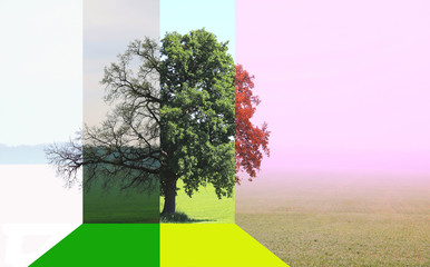 Abstract image of lonely tree in winter without leaves on snow, in spring without leaves on grass, in summer on grass with green foliage and autumn with red-yellow leaves as symbol of four seasons