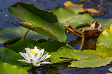 Blooming lotuses in the river. Trees bent over the water. Large white flowers with large leaves...