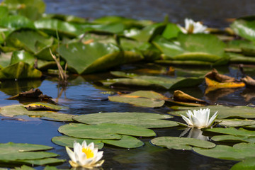 Blooming lotuses in the river. Trees bent over the water. Large white flowers with large leaves growing in a pond.