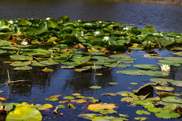 Blooming lotuses in the river. Trees bent over the water. Large white flowers with large leaves growing in a pond.