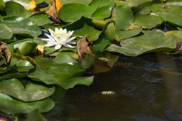 Blooming lotuses in the river. Trees bent over the water. Large white flowers with large leaves...