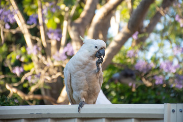 Obraz premium Sulphur-crested cockatoo seating on a fence with beautiful blooming jacaranda tree background. Urban wildlife. Australian backyard visitors