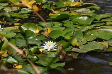 Blooming lotuses in the river. Trees bent over the water. Large white flowers with large leaves growing in a pond.
