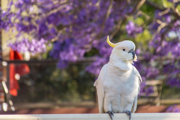 Sulphur-crested cockatoo seating on a fence with beautiful blooming jacaranda tree background....