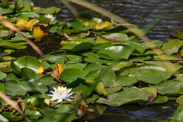 Blooming lotuses in the river. Trees bent over the water. Large white flowers with large leaves growing in a pond.