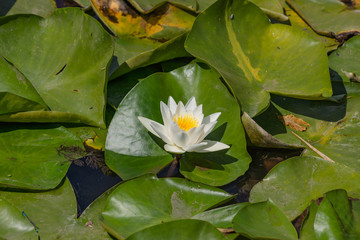 Blooming lotuses in the river. Trees bent over the water. Large white flowers with large leaves growing in a pond.