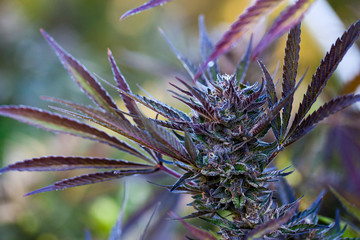 Cannabis, Bud of a Marijuana plant