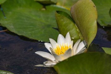 Blooming lotuses in the river. Trees bent over the water. Large white flowers with large leaves growing in a pond.