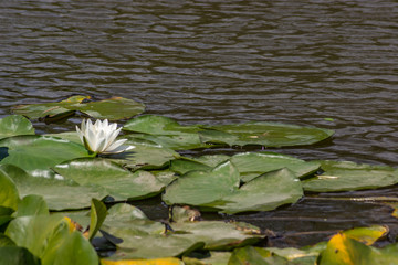 Blooming lotuses in the river. Trees bent over the water. Large white flowers with large leaves growing in a pond.