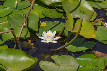 Blooming lotuses in the river. Trees bent over the water. Large white flowers with large leaves growing in a pond.