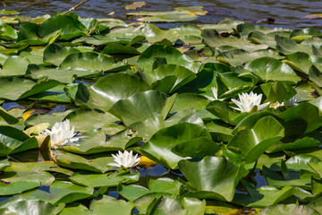 Blooming lotuses in the river. Trees bent over the water. Large white flowers with large leaves growing in a pond.