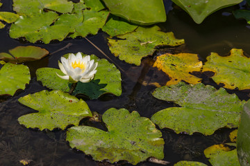 Blooming lotuses in the river. Trees bent over the water. Large white flowers with large leaves growing in a pond.