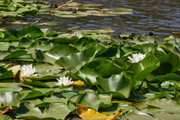 Blooming lotuses in the river. Trees bent over the water. Large white flowers with large leaves...