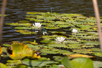 Blooming lotuses in the river. Trees bent over the water. Large white flowers with large leaves growing in a pond.