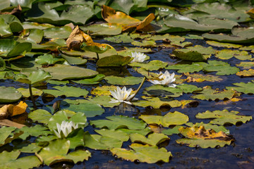 Blooming lotuses in the river. Trees bent over the water. Large white flowers with large leaves growing in a pond.