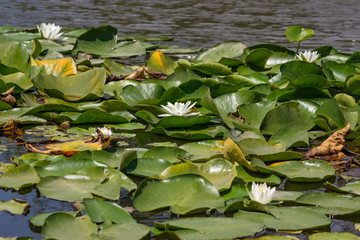 Blooming lotuses in the river. Trees bent over the water. Large white flowers with large leaves growing in a pond.