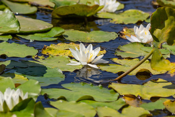 Blooming lotuses in the river. Trees bent over the water. Large white flowers with large leaves growing in a pond.