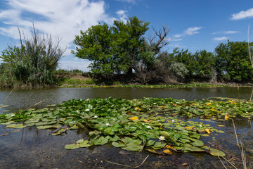 Blooming lotuses in the river. Trees bent over the water. Large white flowers with large leaves growing in a pond.