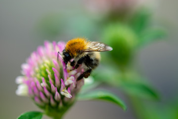 Hummel im Klee
