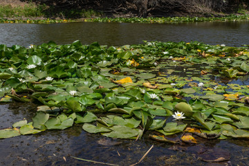 Trees bent over the water. Blooming lotuses in the river. Large white flowers with large leaves growing in a pond.