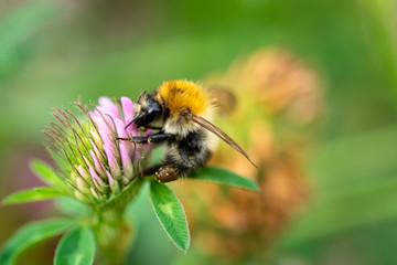Hummel im Klee