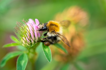 Hummel im Klee