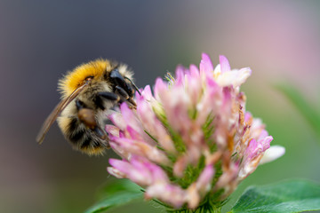 Hummel im Klee
