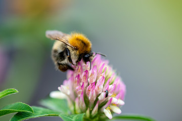 Hummel im Klee