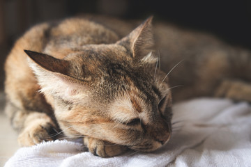 Cat sleep on the towel on the floor in room peaceful, lie bend body curve on there, look like little tiger