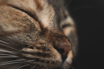 Macro closeup on cat face while sleeping from the side on black background, look cute when it close eyes, seem like smile, a bit soft blur