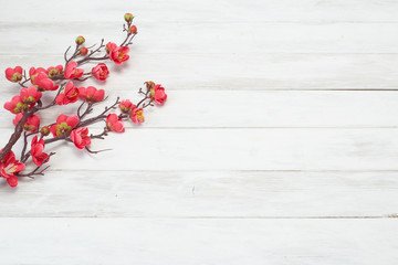 Plum Flowers Blossom on white wood plank