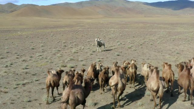 Aerial, drone shot, following Bactrian Camels, endangered Mongolian Animals, in the Altai mountains, sunny day, in Mongolia - Camelus Bactrianus