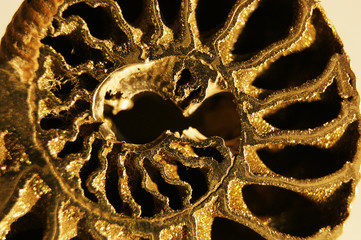 ammonite ancient fossil. ammonite substituted by pyrite. fossil clam closeup. Pyrite, or sulfur...
